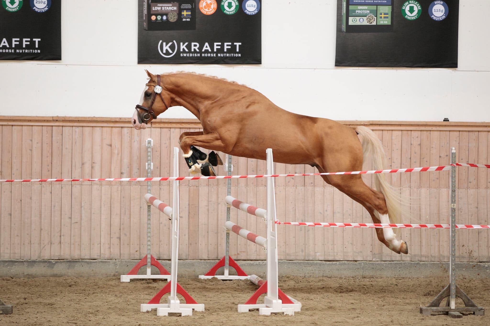 Palomino Sport Horse Stallion